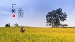 芒种节气吃什么食物养生 芒种节气喝什么