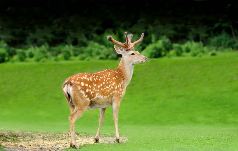 张禾禾简历张禾禾年龄