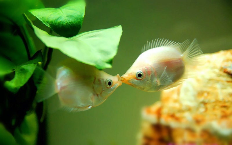 吴尊代表作 吴尊唱过哪些歌