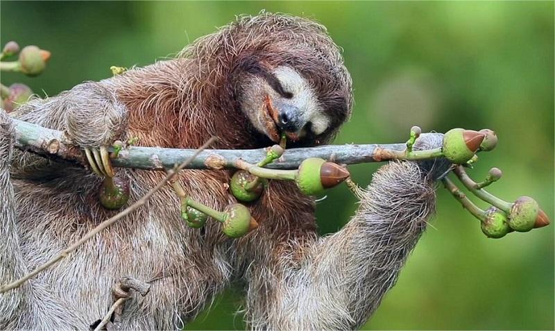 搞笑海豚音 海豚音恶搞版歌词