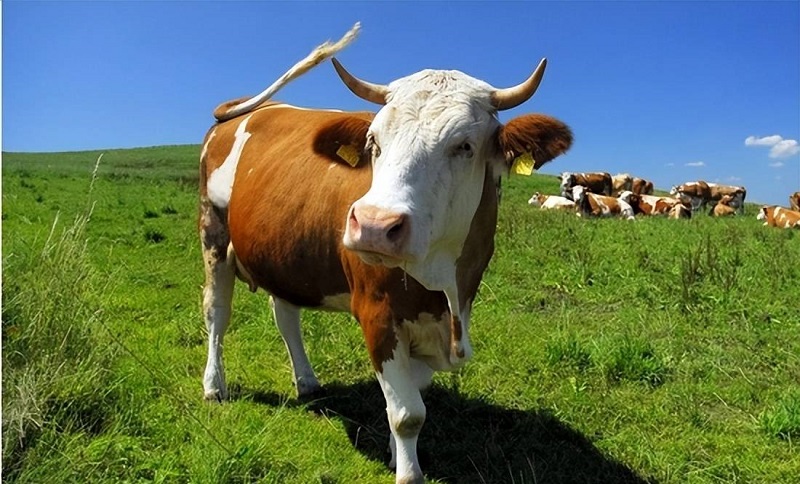 荆轲刺秦王 荆轲刺秦王文言文