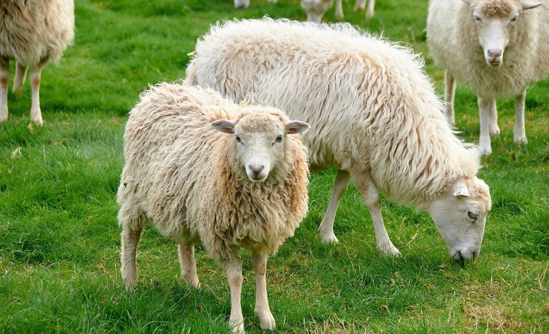 通辽蒙牛招聘 通辽蒙牛招聘普工吗