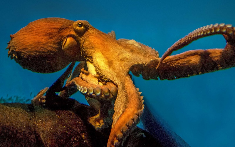 司法体制改革 司法体制改革成效如何要由