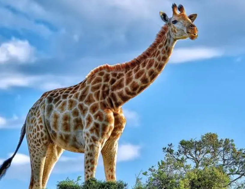 古奇天伦(古奇天伦一般价位多少)