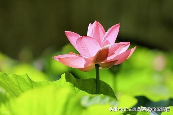 鱿鱼产地鱿鱼产地的自然环境条件