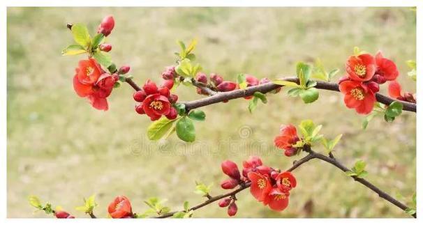 马年成语(马年成语谐音)