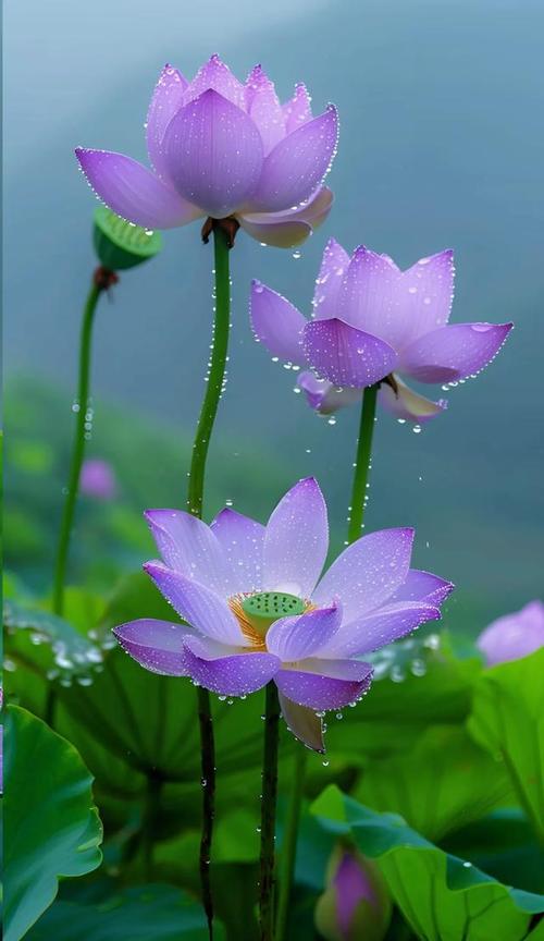 雨天的歌 林俊杰关于雨天的歌